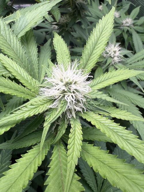 Critical the return. Week 11