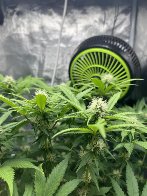 Critical the return. Week 11