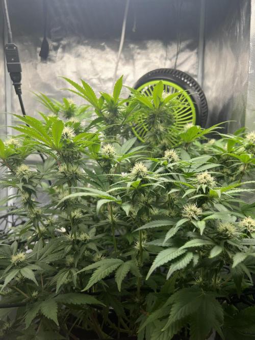 Critical the return. Week 11