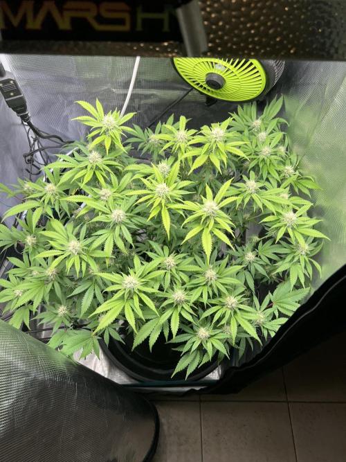 Critical the return. Week 11