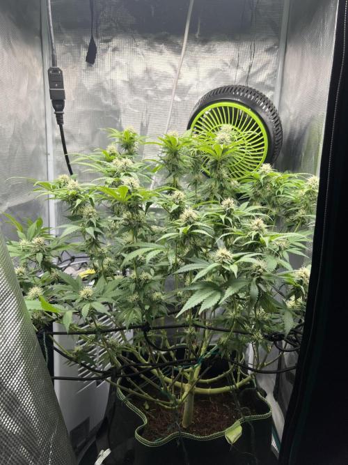 Critical the return. Week 11