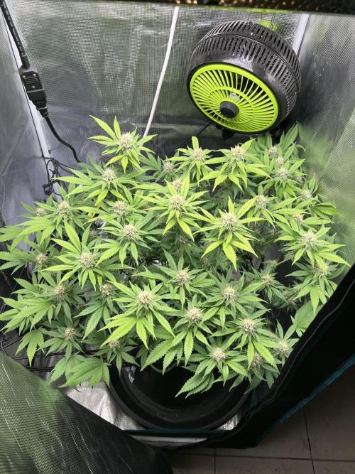 Critical the return. Week 12