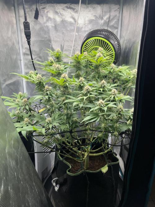 Critical the return. Week 12