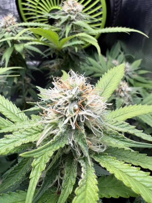 Critical the return. Week 12