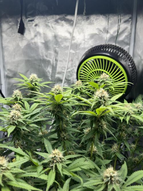 Critical the return. Week 12