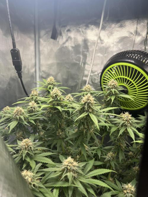 Critical the return. Week 13