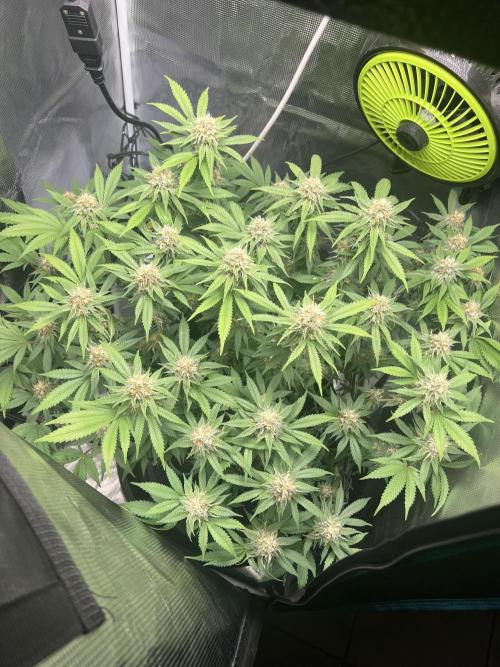 Critical the return. Week 13