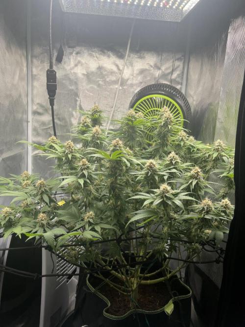 Critical the return. Week 13