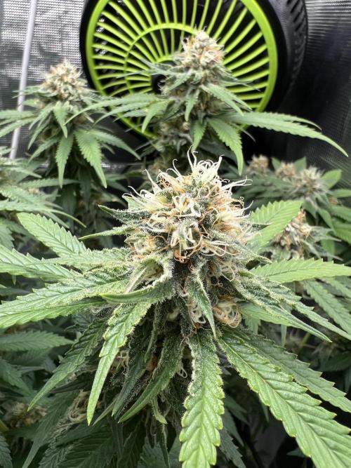 Critical the return. Week 13