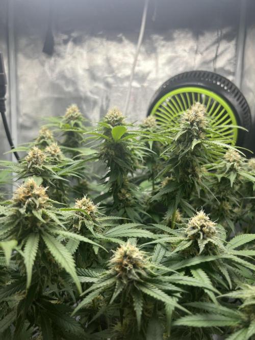 Critical the return. Week 13