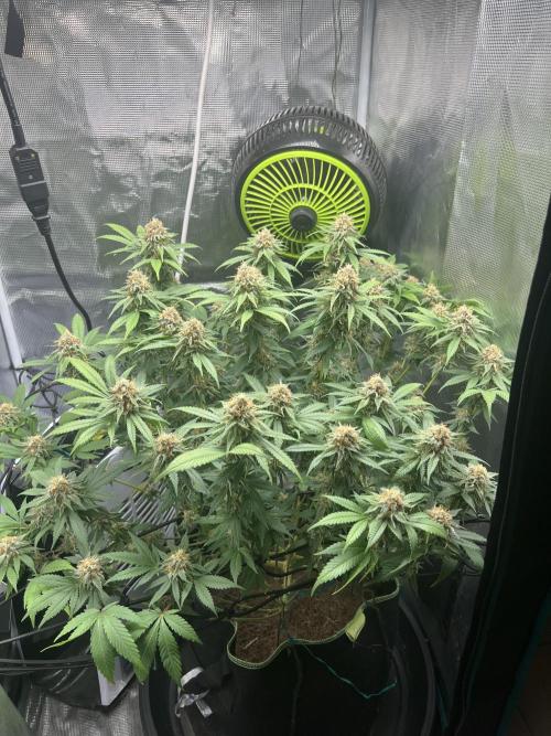 Critical the return. Week 14