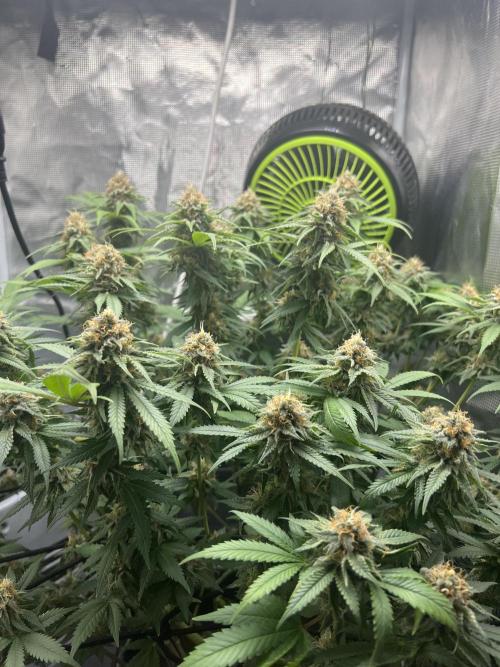 Critical the return. Week 14