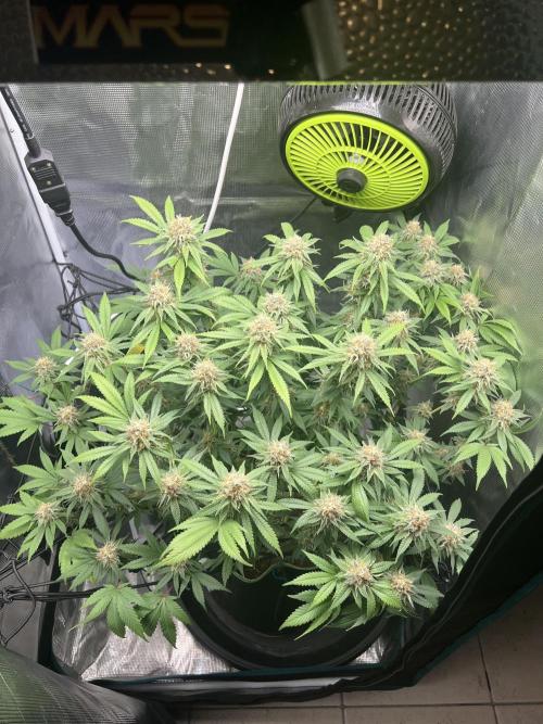 Critical the return. Week 14