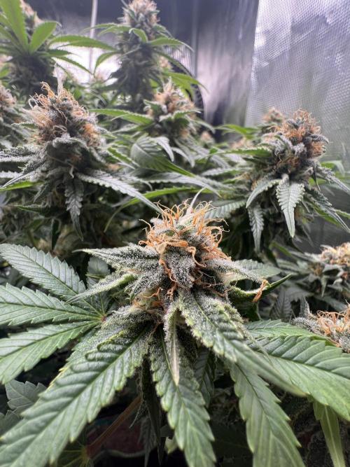 Critical the return. Week 14