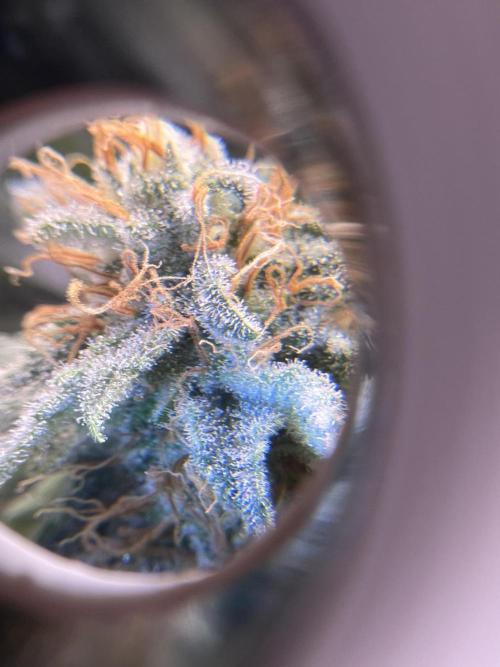 Critical the return. Week 15