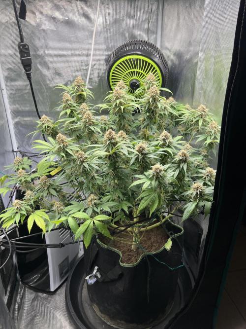 Critical the return. Week 15