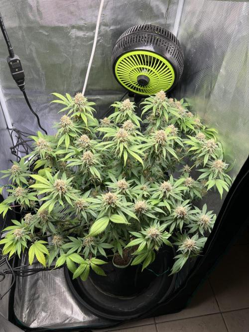 Critical the return. Week 15