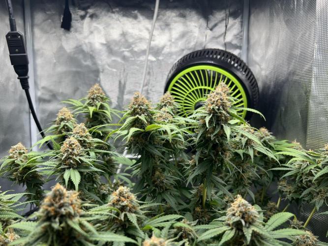 Critical the return. Week 15