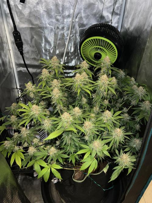 Critical the return. Week 15