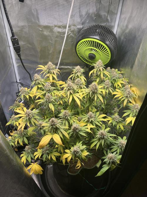 Critical the return. Week 16