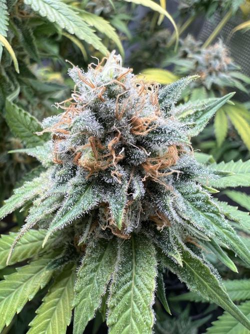 Critical the return. Week 16