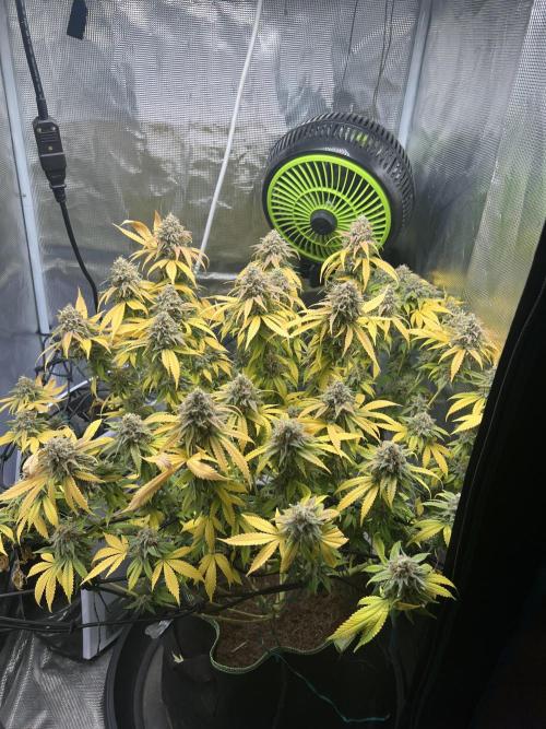 Critical the return. Week 17