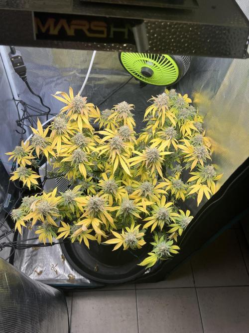 Critical the return. Week 17