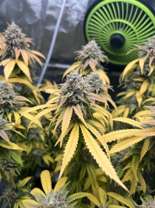 Critical the return. Week 17