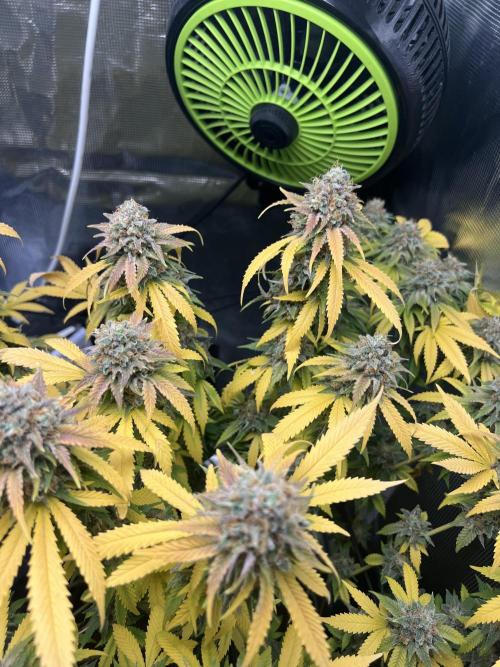 Critical the return. Week 17