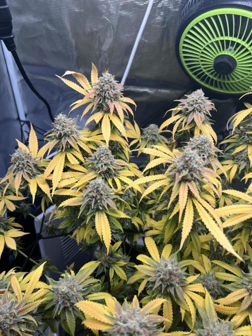 Critical the return. Week 17