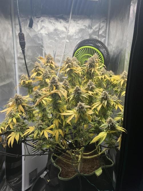 Critical the return. Week 17