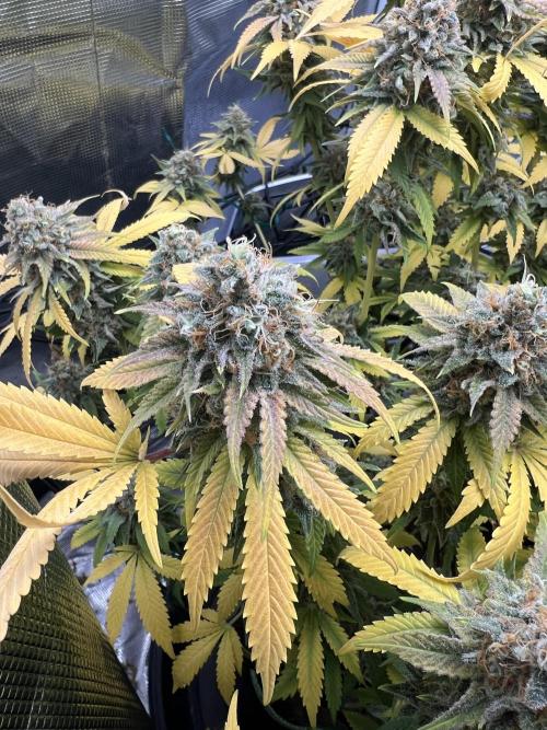 Critical the return. Week 17