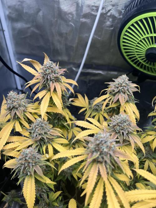 Critical the return. Week 17