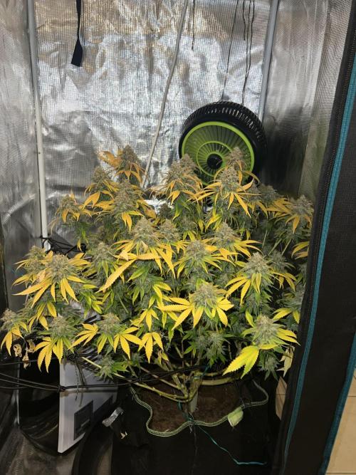 Critical the return. Week 17