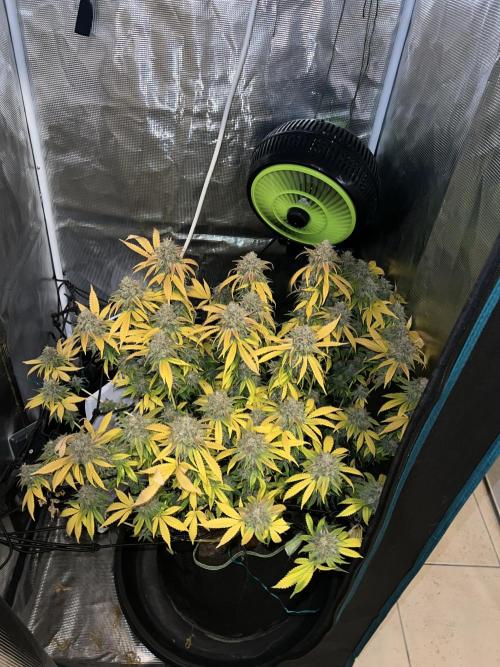 Critical the return. Week 17