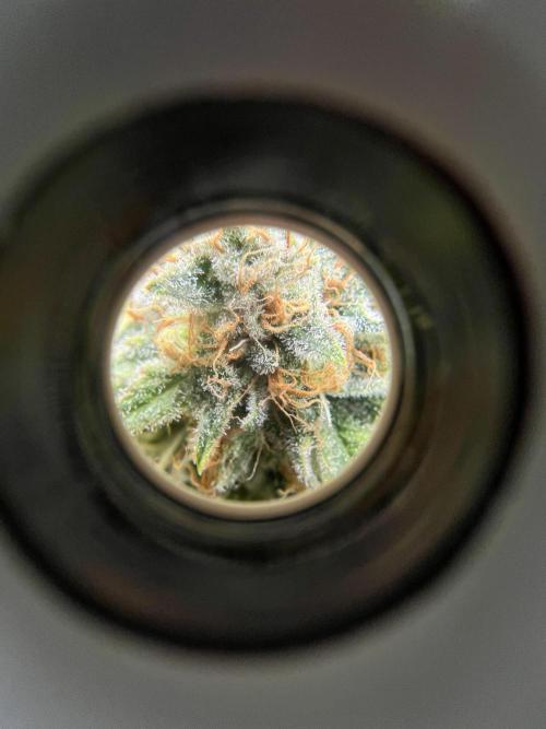 Critical the return. Week 17