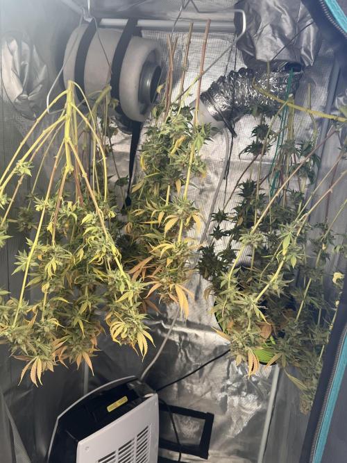 Critical the return. Week 18