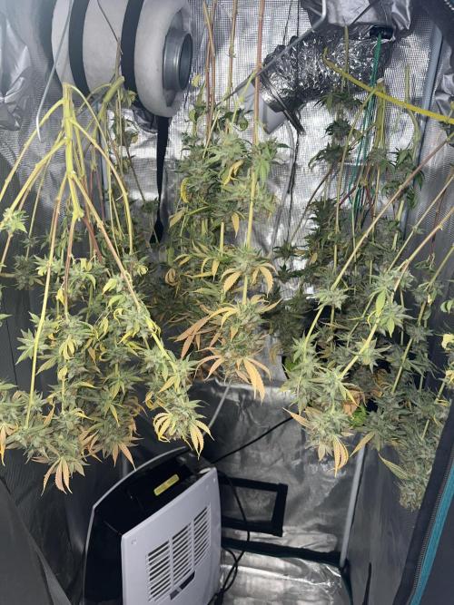 Critical the return. Week 18