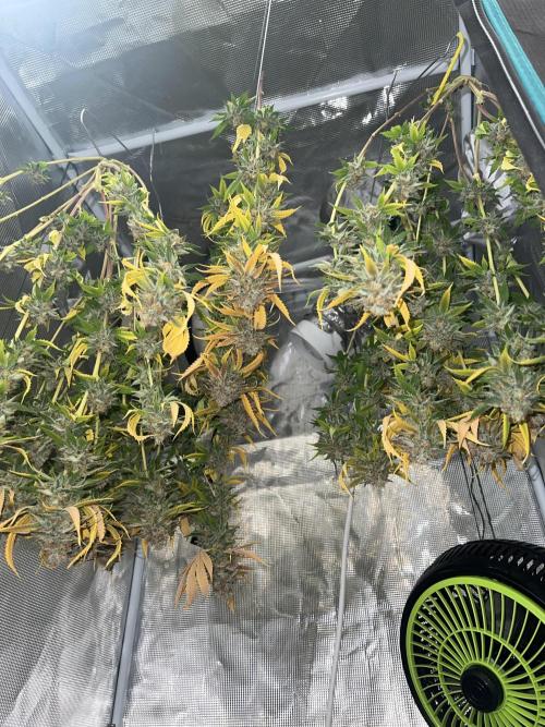 Critical the return. Week 18