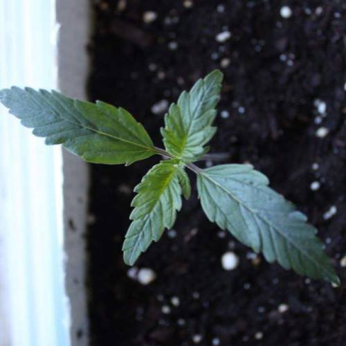 NYC Diesel Autoflower Fem's First Grow. Week 1