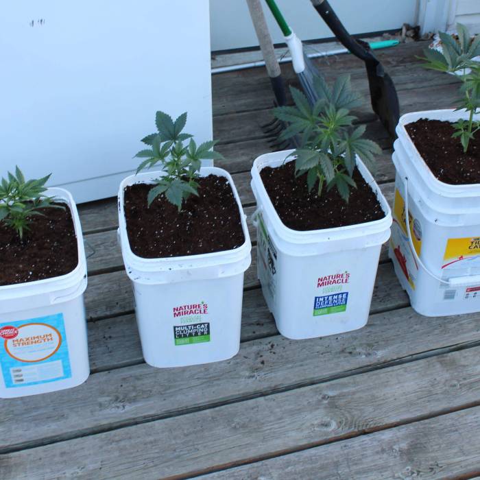 NYC Diesel Autoflower Fem's First Grow. Week 2