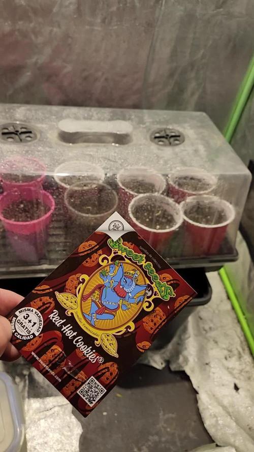 Red Hot Cookies - Sweet Seeds