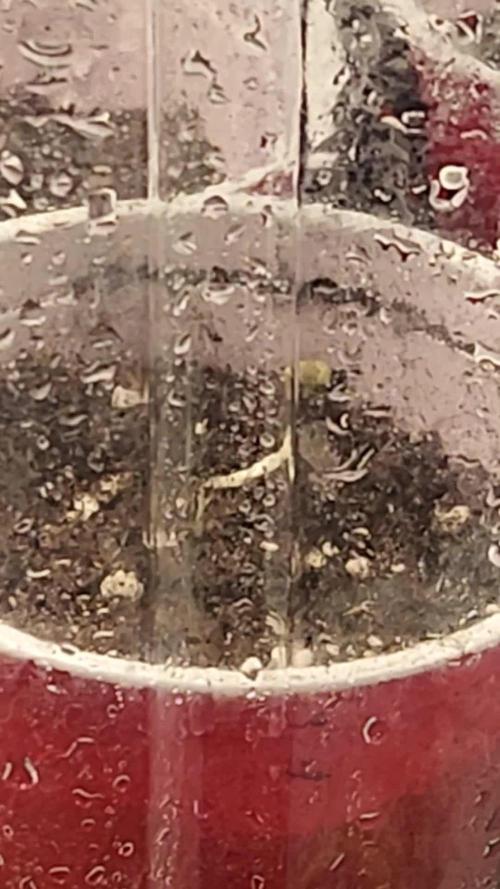 Red Hot Cookies - Sweet Seeds