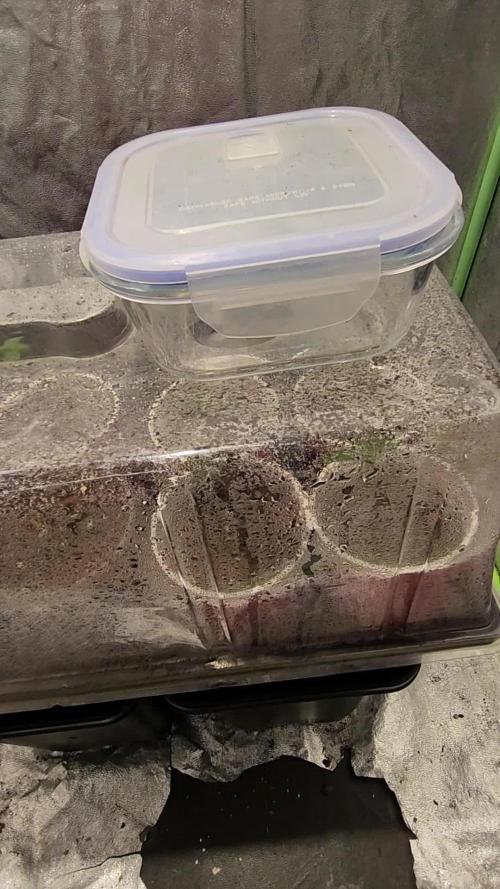 Red Hot Cookies - Sweet Seeds