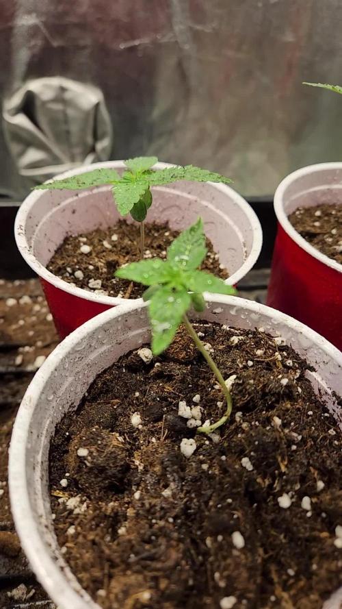 Red Hot Cookies - Sweet Seeds