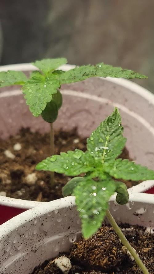 Red Hot Cookies - Sweet Seeds