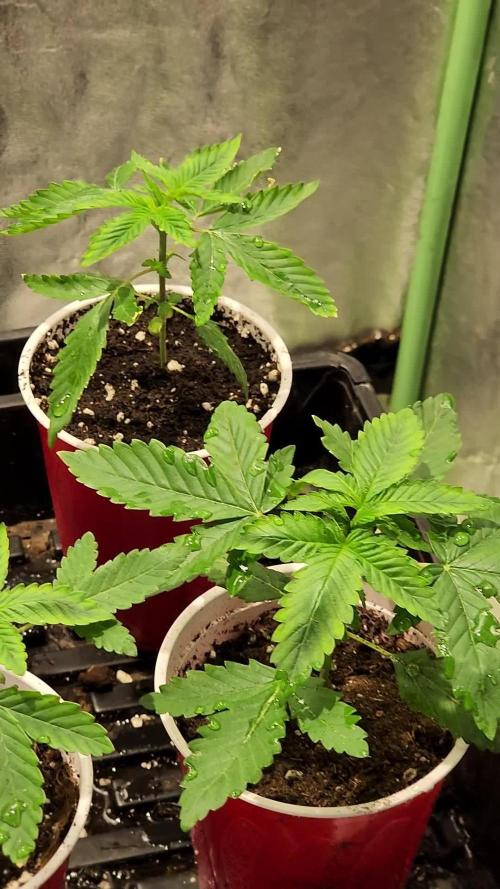 Red Hot Cookies - Sweet Seeds