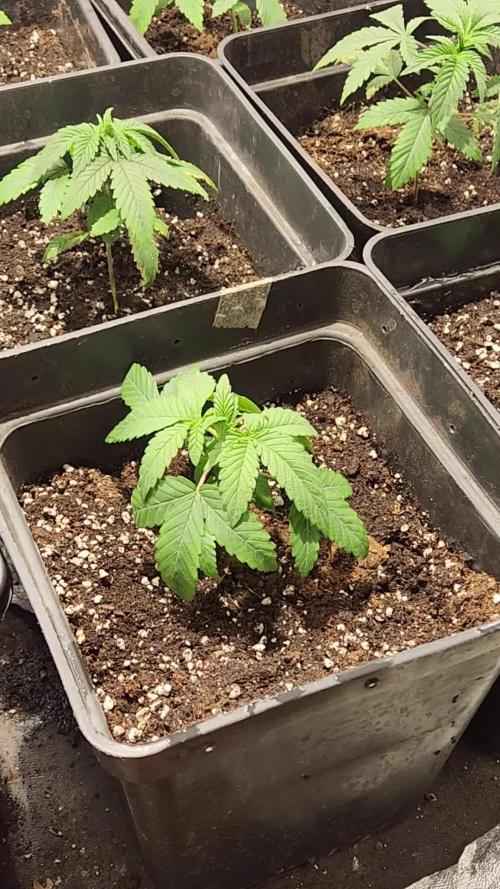 Red Hot Cookies - Sweet Seeds