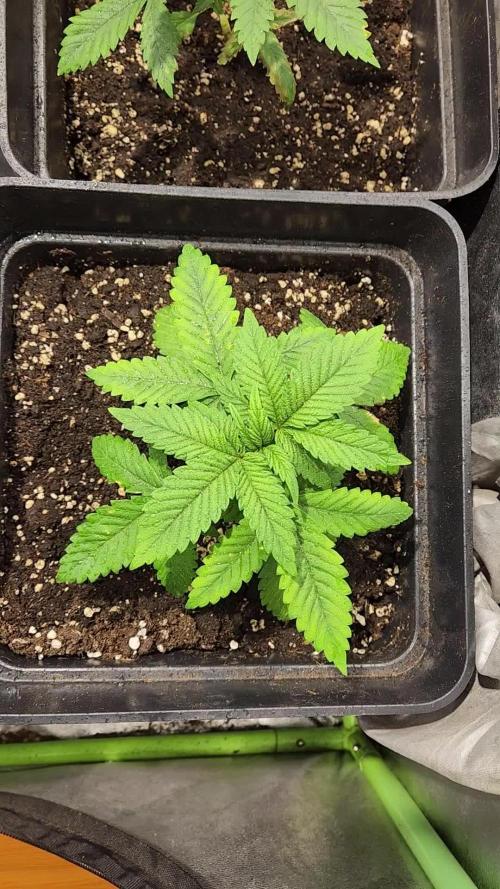 Red Hot Cookies - Sweet Seeds