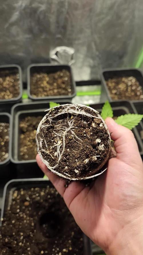 Red Hot Cookies - Sweet Seeds